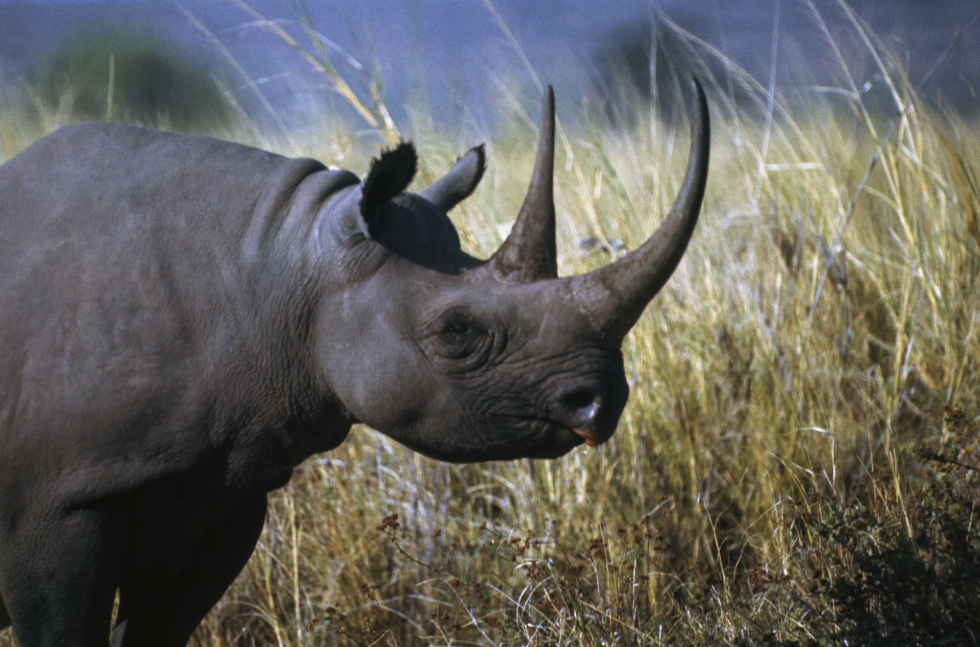 Baby Rhino Rescue - Saving Rhinos from extinction